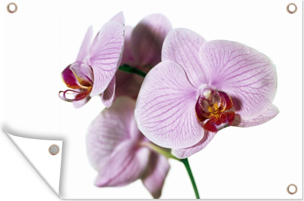MuchoWow 60x40 cm Outdoor-Poster Gartendeko Sichtschutz Garten Poster für den Garten Rosa Orchideenblüte