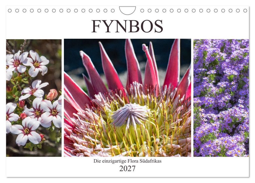 Fynbos - Die einzigartige Flora Südafrikas (Wandkalender 2027 DIN A4 quer), CALVENDO Monatskalender