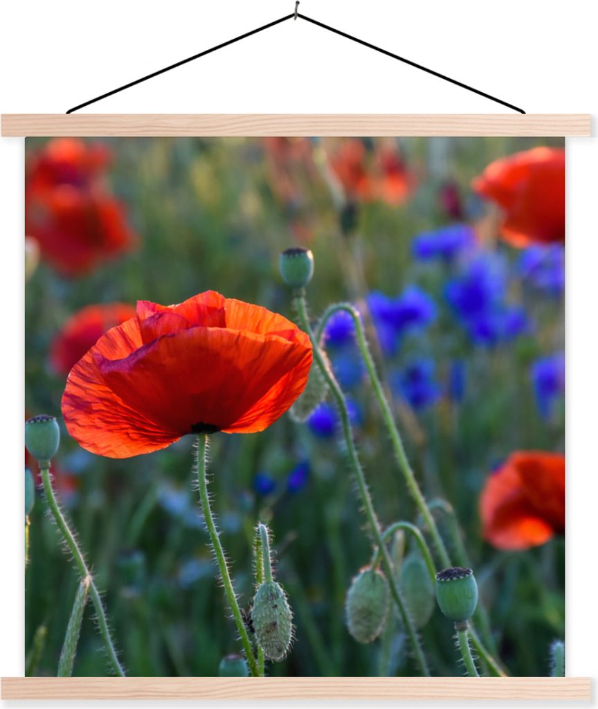 MuchoWow Textilposter Bunte Mohnblumen in den Niederlanden 60x60 cm mit holzfarbenen Rahmen - Wanddekoration