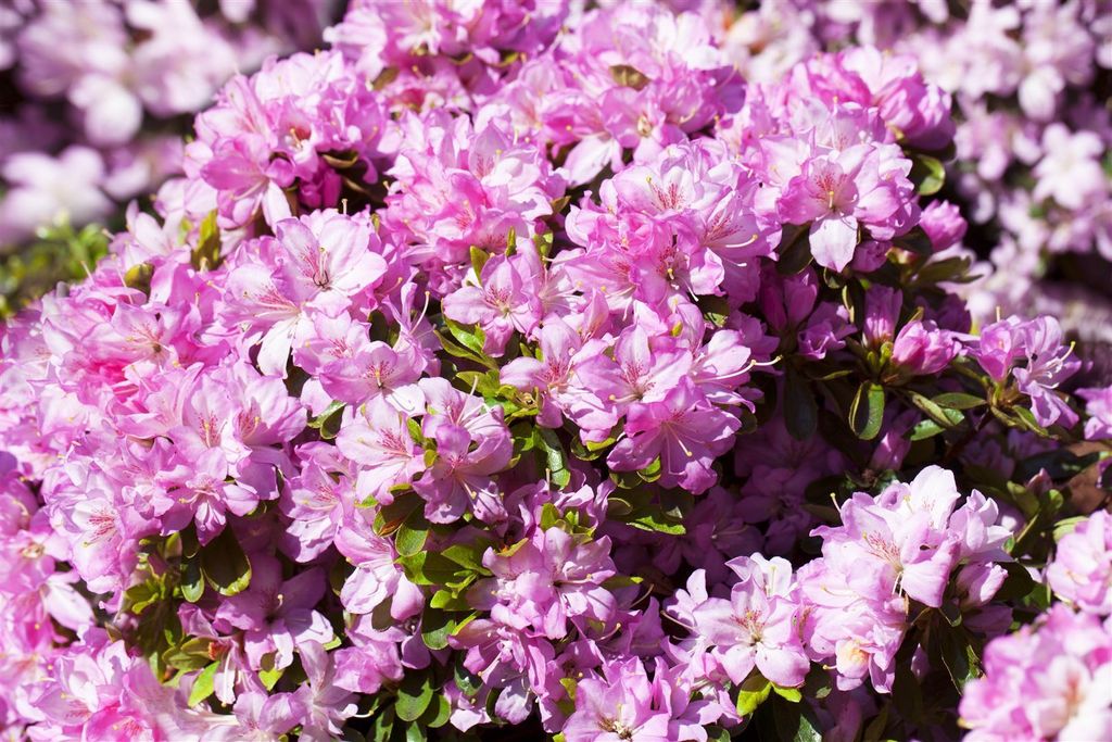 Rhododendron obtusum 'Negligé', Azalee, rosa Blüten, 20–25 cm