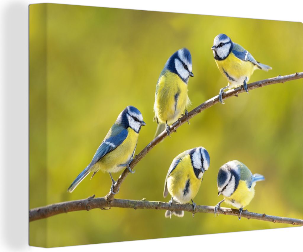 OneMillionCanvasses - Leinwandbilder - 150x100 cm, Vogel - Blaumeise - Äste - Sonne, Wandbilder Kunstdruck Wanddekoration - Foto auf Leinwand - ...