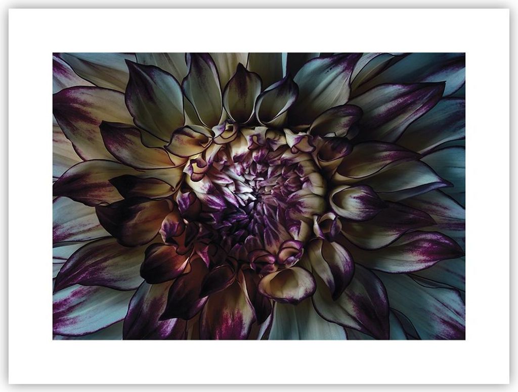 Poster - Poster ohne Rahmen - Blätter Agave Blume - 40x30 cm - Wand Bild - Wanddeko - Wandbilder - Kunstposter - Wandposter - Bilder - Kunstdruck ...