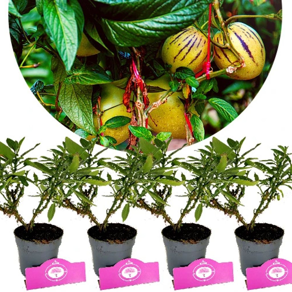 Sada 4 pepin - Solanum muricatum "Pepino Gold" - Melounová Obrázek produktu 