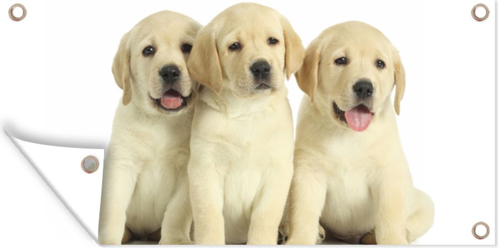 MuchoWow 160x80 cm Outdoor-Poster Gartendeko Sichtschutz Garten Poster für den Garten Bezaubernde Labrador Retriever Welpen