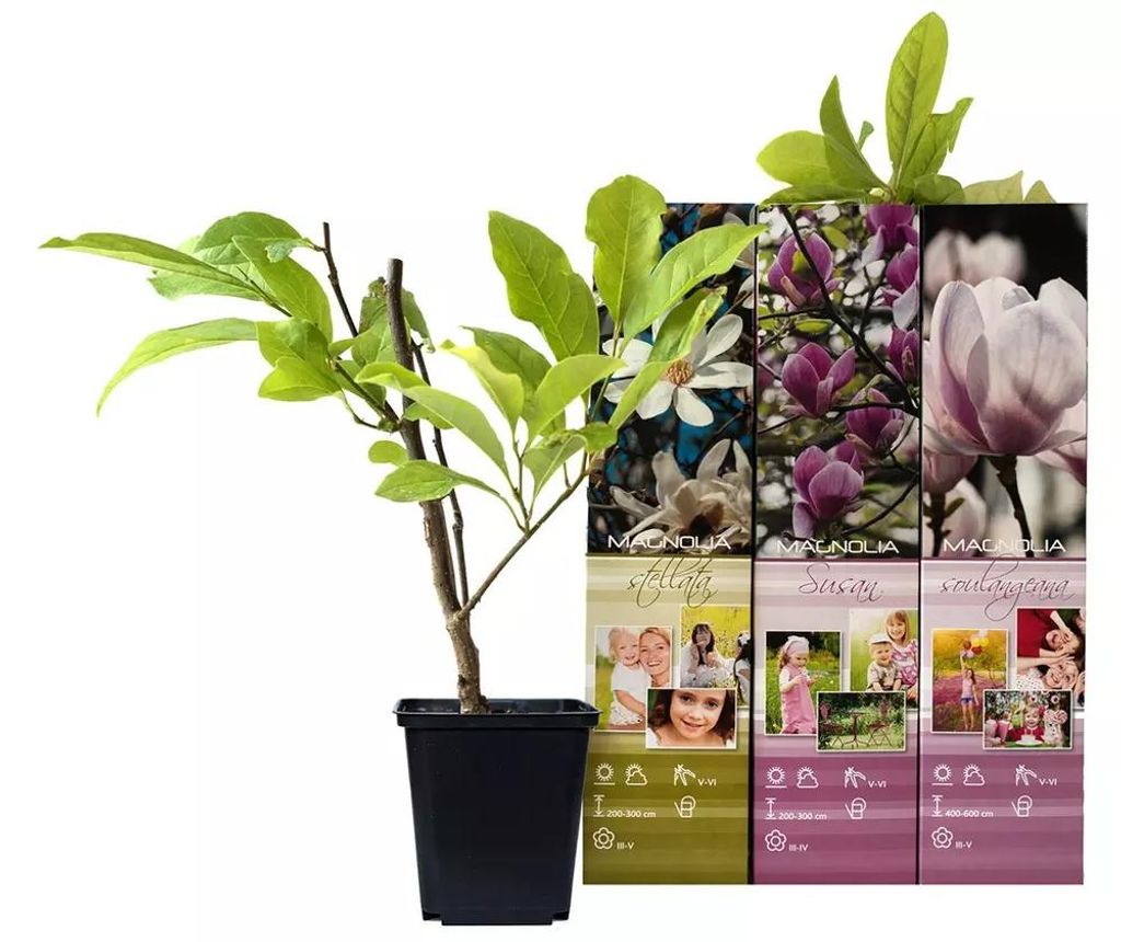 3 x Magnolien 30-40 cm 'Soulangeana', 'Susan' und Produktbild 
