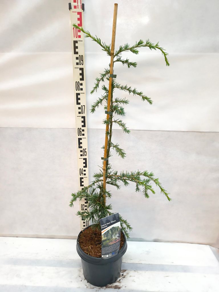 Cedrus libani ‘Glauca Pendula’ Blaue Hänge-Libanon-Zeder 90–120 cm im Topf winterhart