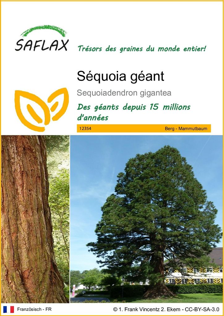 SAFLAX  - Séquoia géant - 50 graines - Sequoiadendron Image du produit 