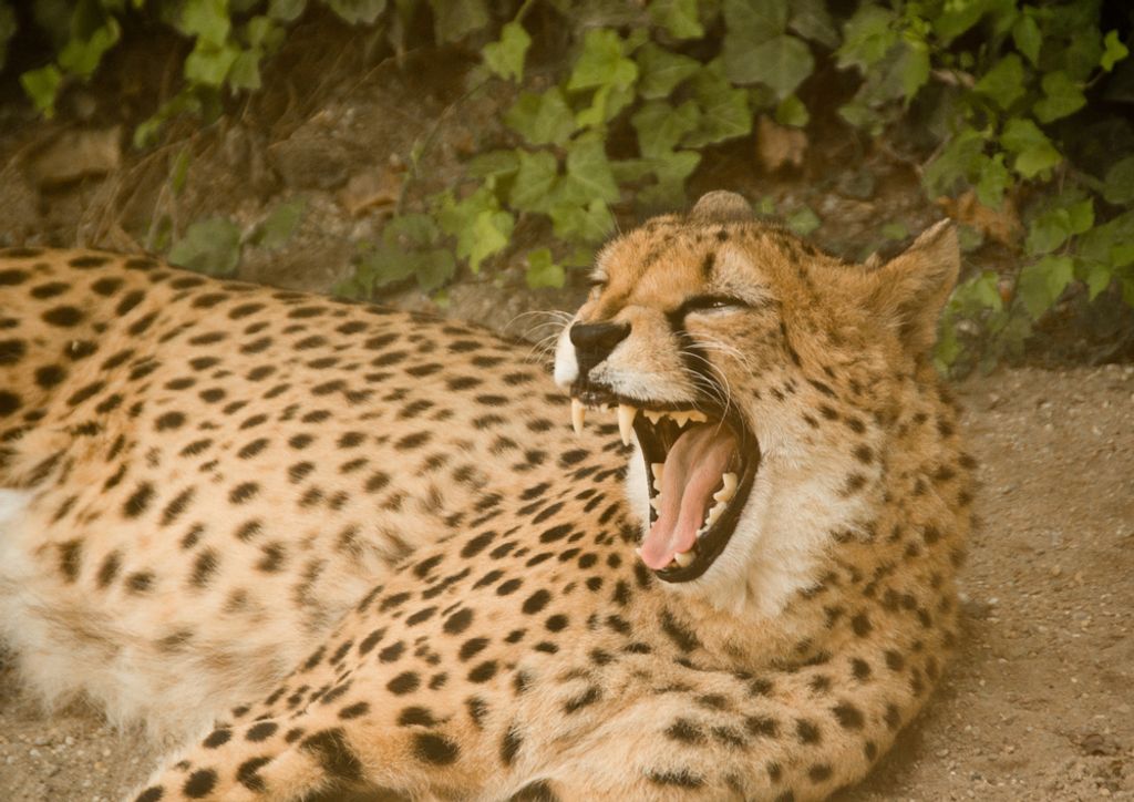 hansepuzzle 80735 - Gepard Puzzle, 260 Teile, Natur, 41,0 x 28,0cm mit hochwertiger Aufbewahrung, Kartonbox und wiederverschließbarem Beutel