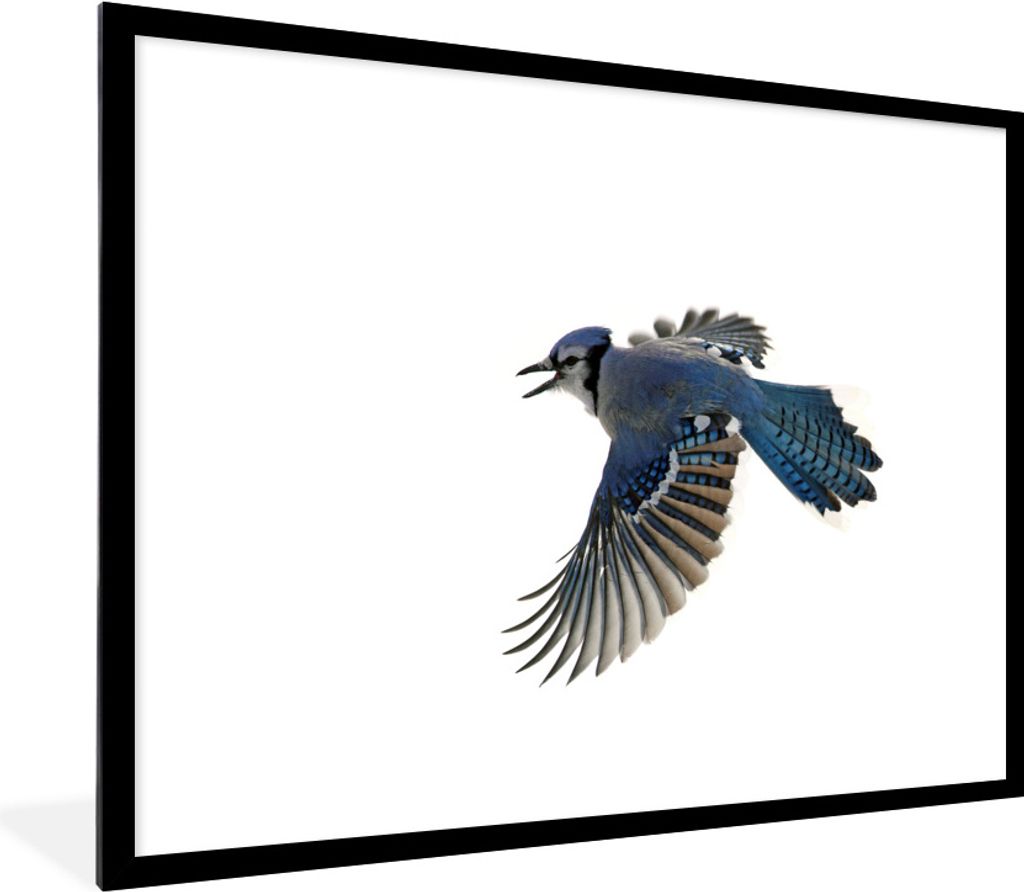 MuchoWow Gerahmtes Poster Vogel - Federn - Weiß 80x60 cm - Poster mit Schwarzem Bilderrahmen Wandposter Rahmen Foto Bilder - Schlafzimmer-Dekora...