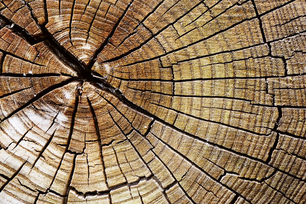 Fototapete - Wood 375x250cm - Vliestapete
