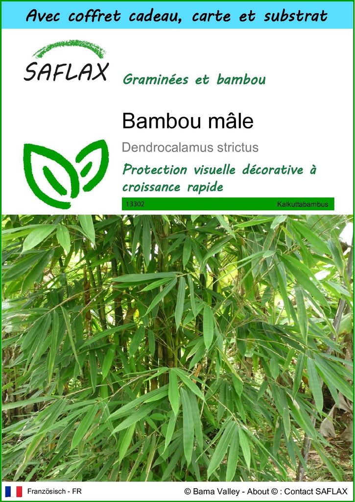 SAFLAX Ensemble-cadeau - Bambou mâle - 50 graines - Image du produit 