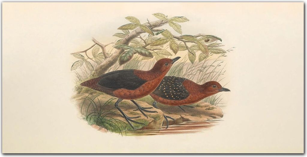 Coloray Bild aus Acryl 140 cm x 70 cm - Küche Wanddekoration Dekoration Wohnzimmer Gehärtetes Acryl Bild auf Acrylglas - Vögel Tiere