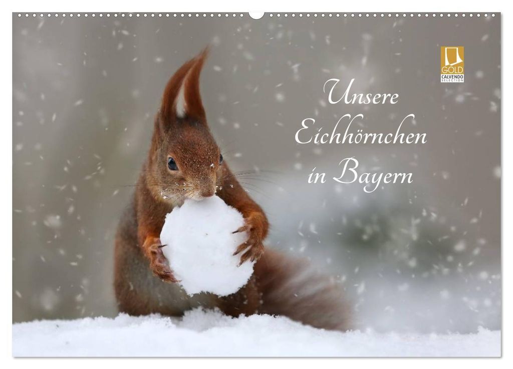 Unsere Eichhörnchen in Bayern (Wandkalender 2027 DIN A2 quer), CALVENDO Monatskalender