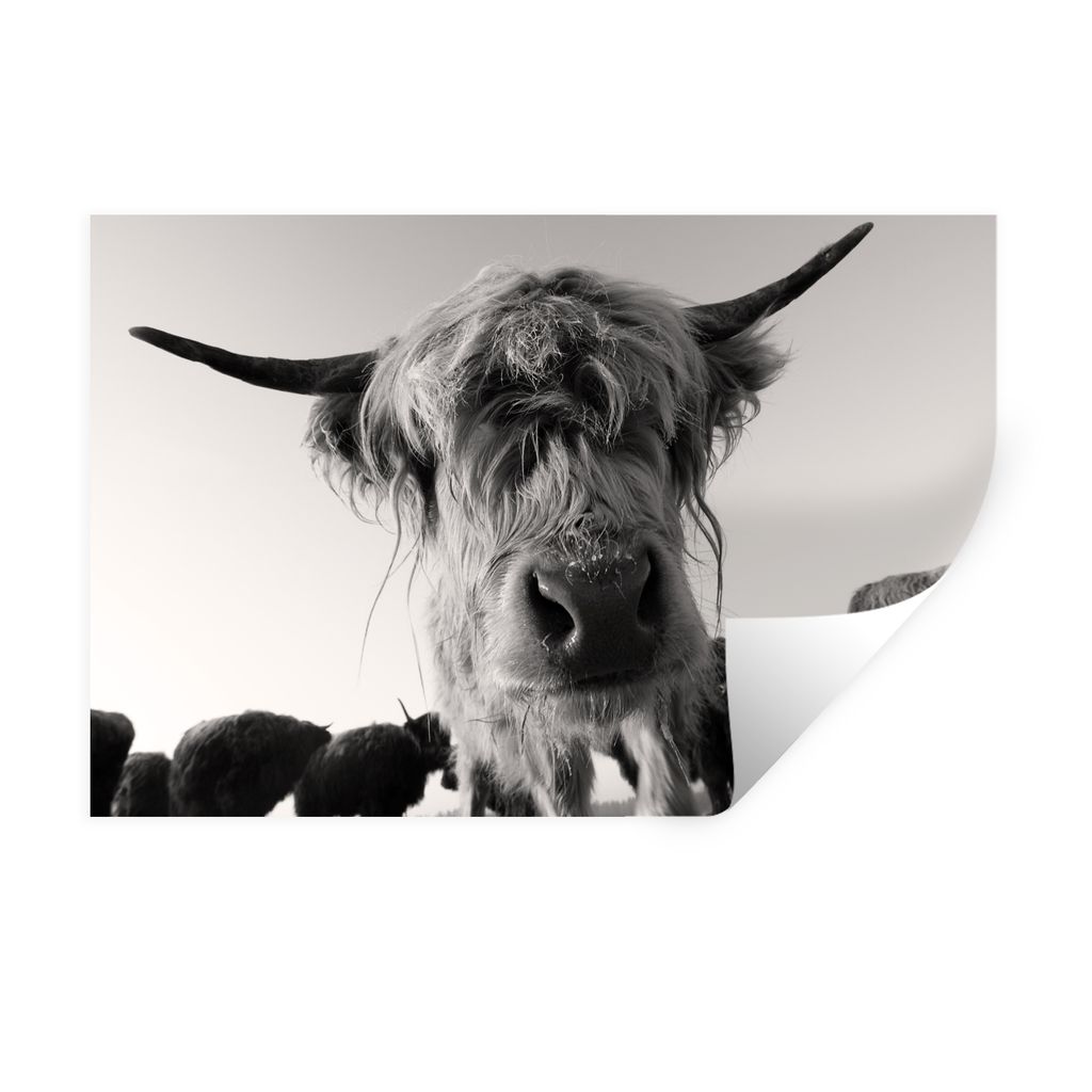 MuchoWow Wandtattoo Wandsticker Wandaufkleber Schottischer Highlander - Schwarz - Weiß - Tiere 30x20 cm Selbstklebend und Repositionierbar - Wie...