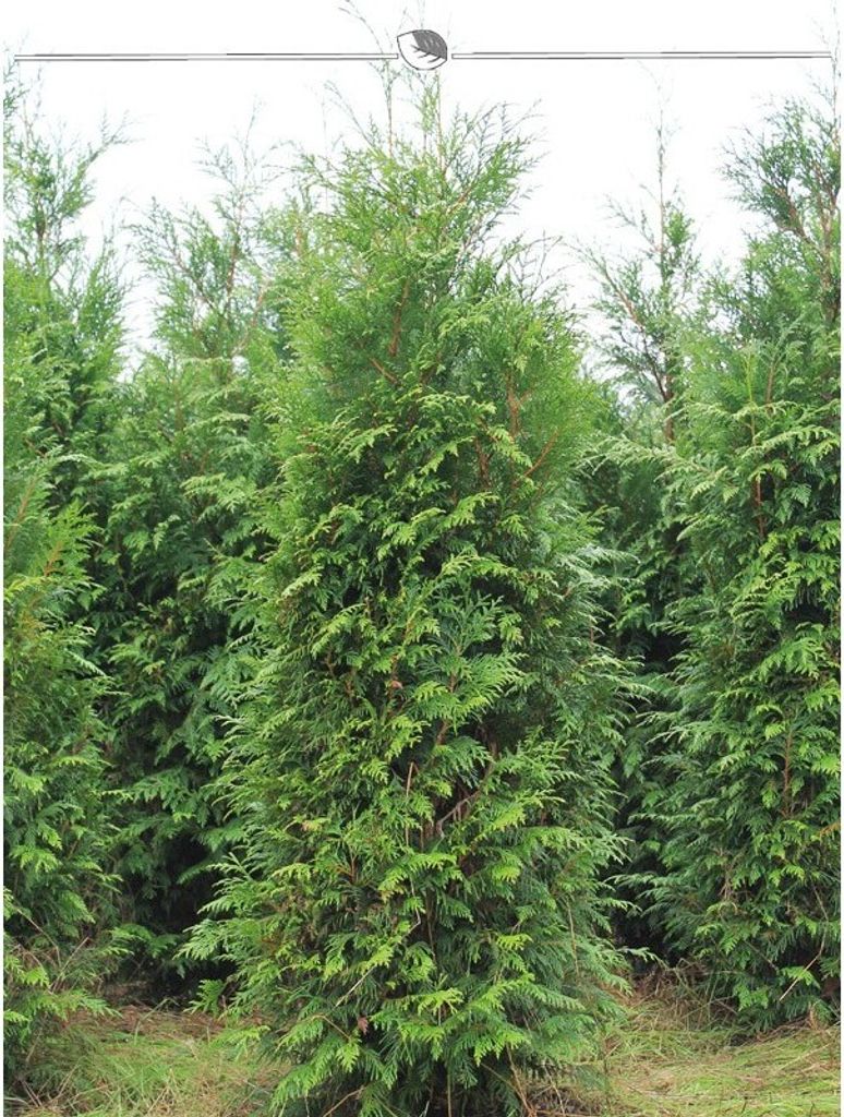 Lebensbaum Thuja plicata Atrovirens 160-180 cm, 25x Heckenpflanze