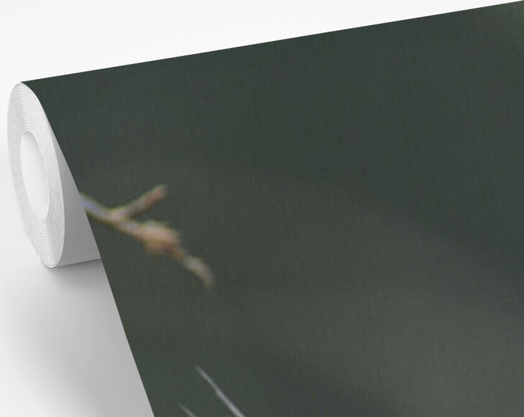 MuchoWow Fototapete für Wohnzimmer oder Schlafzimmer Wandtapete Vinyl Motivtapete Ein Paar Nymphensittiche in freier Wildbahn - 175x260 cm - Vin...