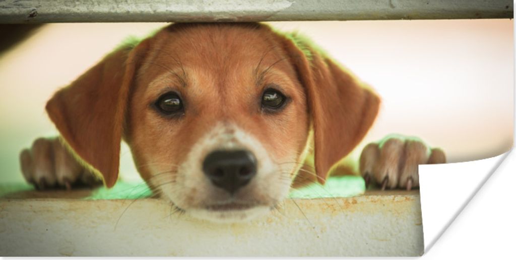 MuchoWow Poster Ein Welpe schaut durch einen Zaun 150x75 cm - ohne Rahmen