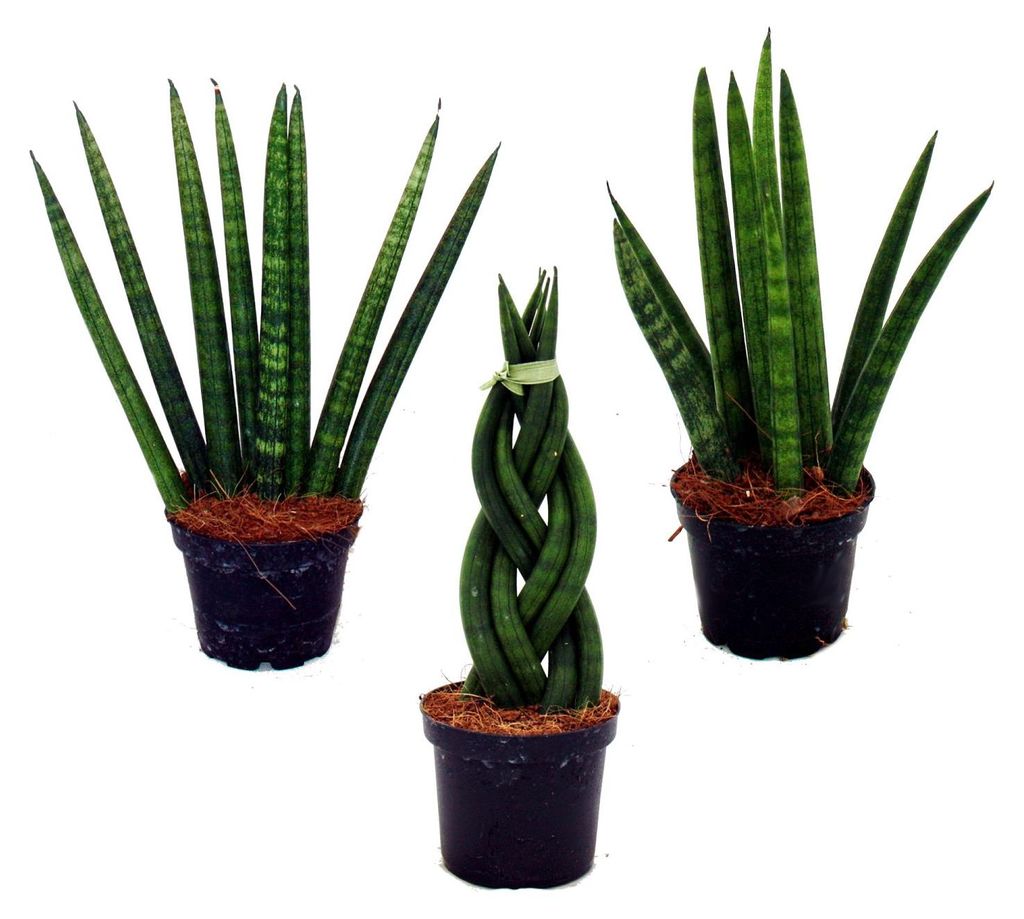 Sansevieria cylindrica – elegantní sada 3 kusů v květináči Obrázek produktu 