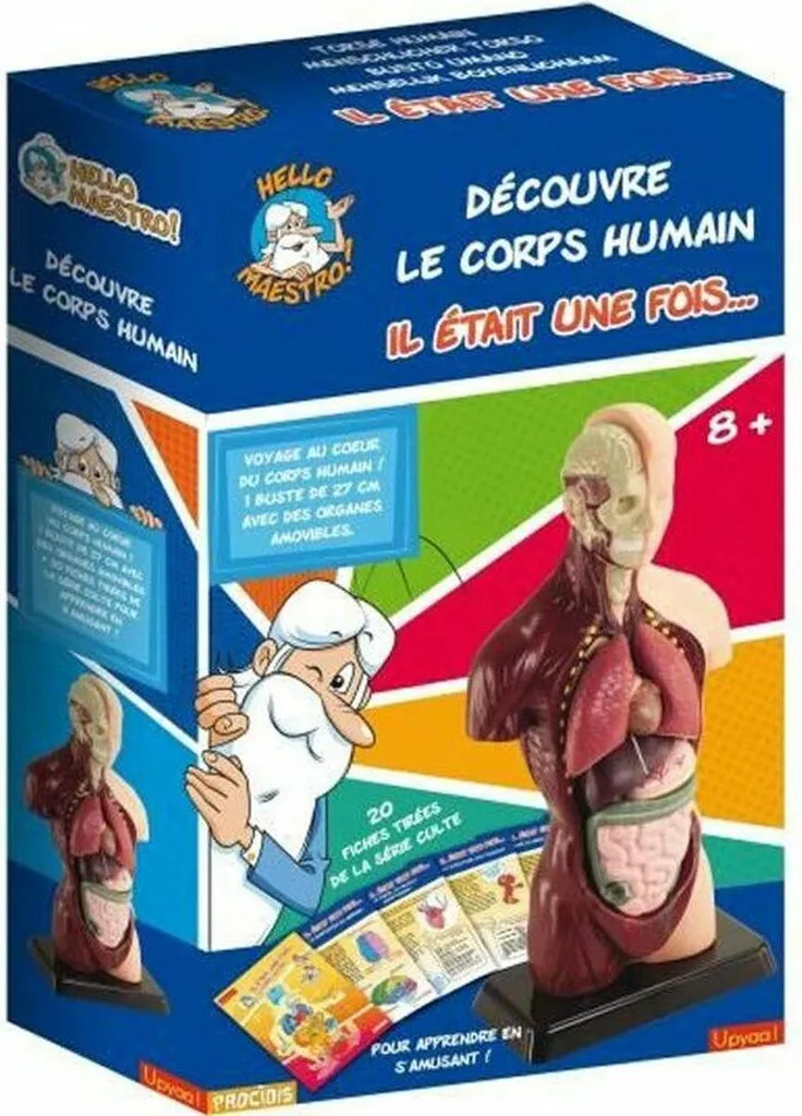 Apprendre l'anatomie : Buste du corps humain Hello Maestro pour l'école