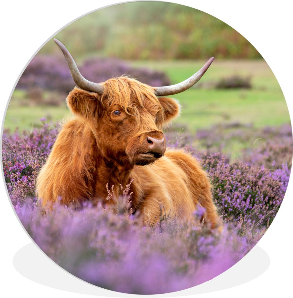 MuchoWow Rundes Wandbild - Runde Bilder Schottischer Highlander - Braun - Büsche Ø 90 cm Kreis Wanddekoration Kunststoff - Wandkreis - Wandschm...