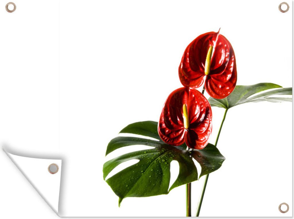 MuchoWow 40x30 cm Outdoor-Poster Gartendeko Sichtschutz Garten Poster für den Garten Monstera mit roten Blättern vor einem weißen Hintergrund