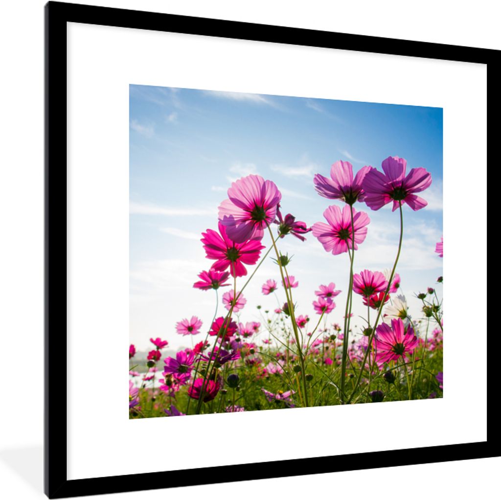 MuchoWow Gerahmtes Poster Blumen - Rosa - Cosmea 40x40 cm - Poster mit Schwarzem Bilderrahmen Wandposter Rahmen Foto Bilder - Poster - Plakat im ...