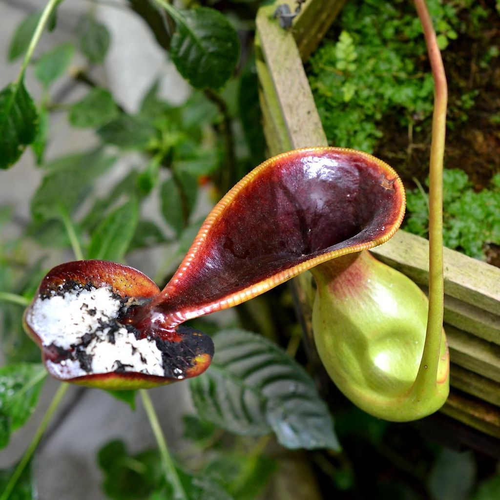 Rostlina Nepenthes lowii  – 5 semen Obrázek produktu 