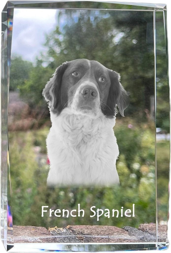 Französischer Spaniel, Epagneul Français - Kristall mit einem Hundebild, Bild im Glas, moderne Ausstellung des Art-Dog-Bildes.