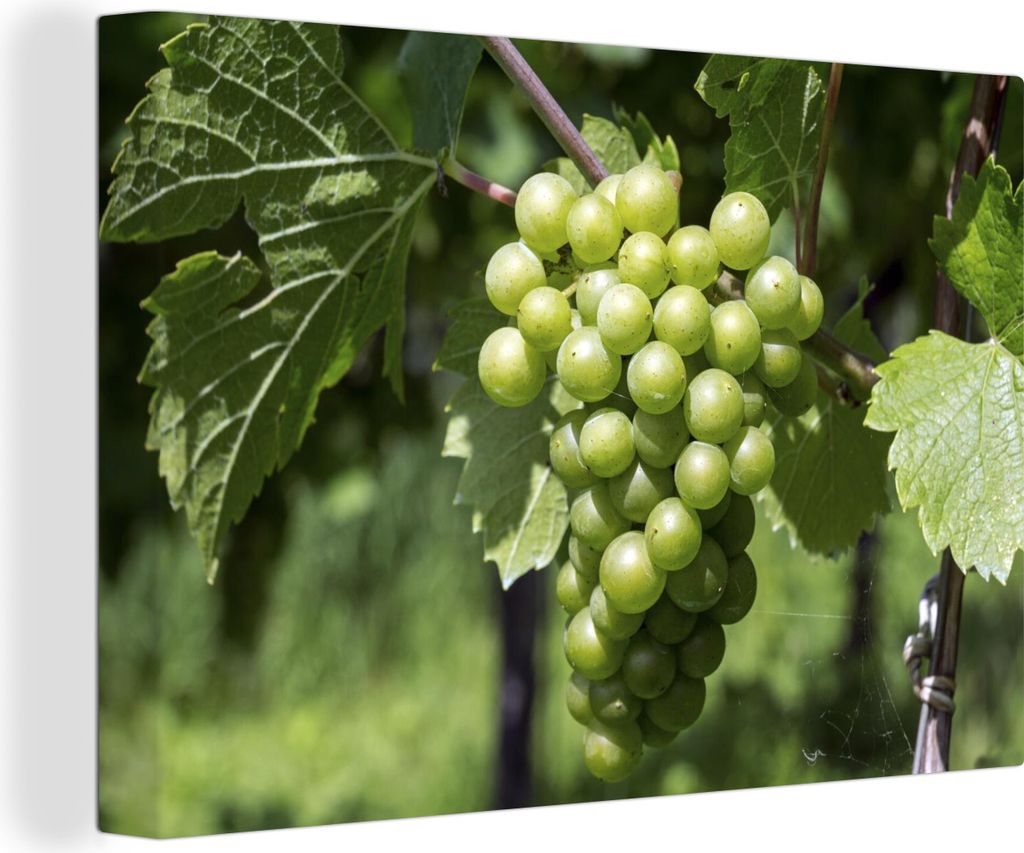 OneMillionCanvasses - Leinwandbilder - 140x90 cm, Weiße Trauben an einer Rebe, Wandbilder Kunstdruck Wanddekoration - Foto auf Leinwand - Gemäl...