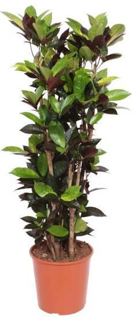 Croton Iceton 140 cm : Plante Tropicale Géante aux Feuilles Multicolores