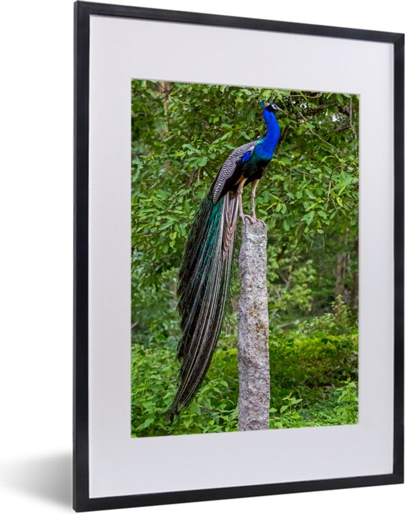 MuchoWow MuchoWow Gerahmtes Poster Pfau - Wald - Zweig 30x40 cm - Poster mit zchwarzem Bilderrahmen - Wandposter Schlafzimmer