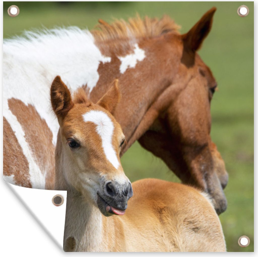 MuchoWow 50x50 cm Outdoor-Poster Gartendeko Sichtschutz Garten Poster für den Garten Pferde - Fohlen - Gras