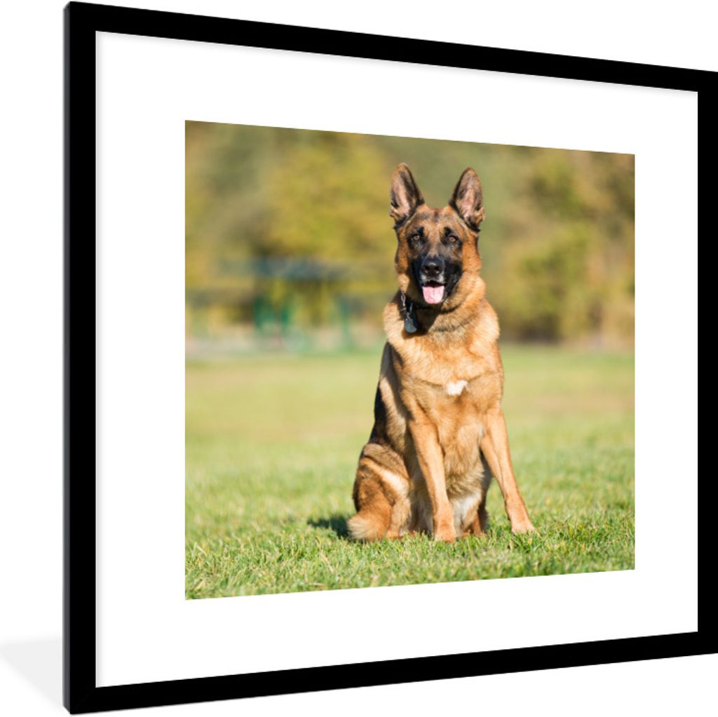 MuchoWow Gerahmtes Poster Deutscher Schäferhund in der Sonne sitzend 40x40 cm - Poster mit Schwarzem Bilderrahmen Wandposter Rahmen Foto Bilder ...