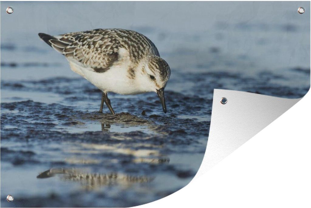 MuchoWow 60x40 cm Outdoor-Poster Gartendeko Sichtschutz Garten Poster für den Garten Formschöner Sanderling im Wasser