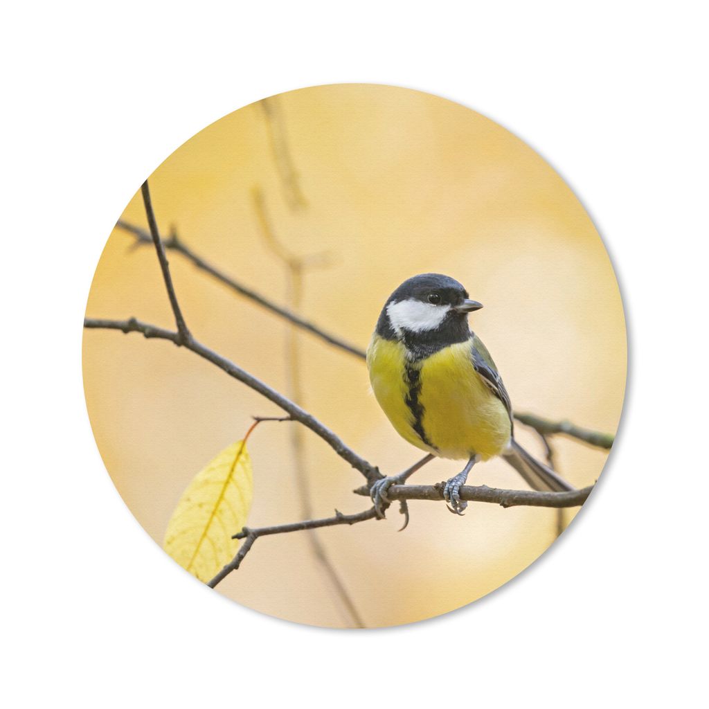 MuchoWow Mauspad Mousepad Kohlmeise - Zweig - Vogel - Tiere 20x20 cm - Mousepads - Maus Mat - Pad - Mausunterlage - Schreibtischmatte