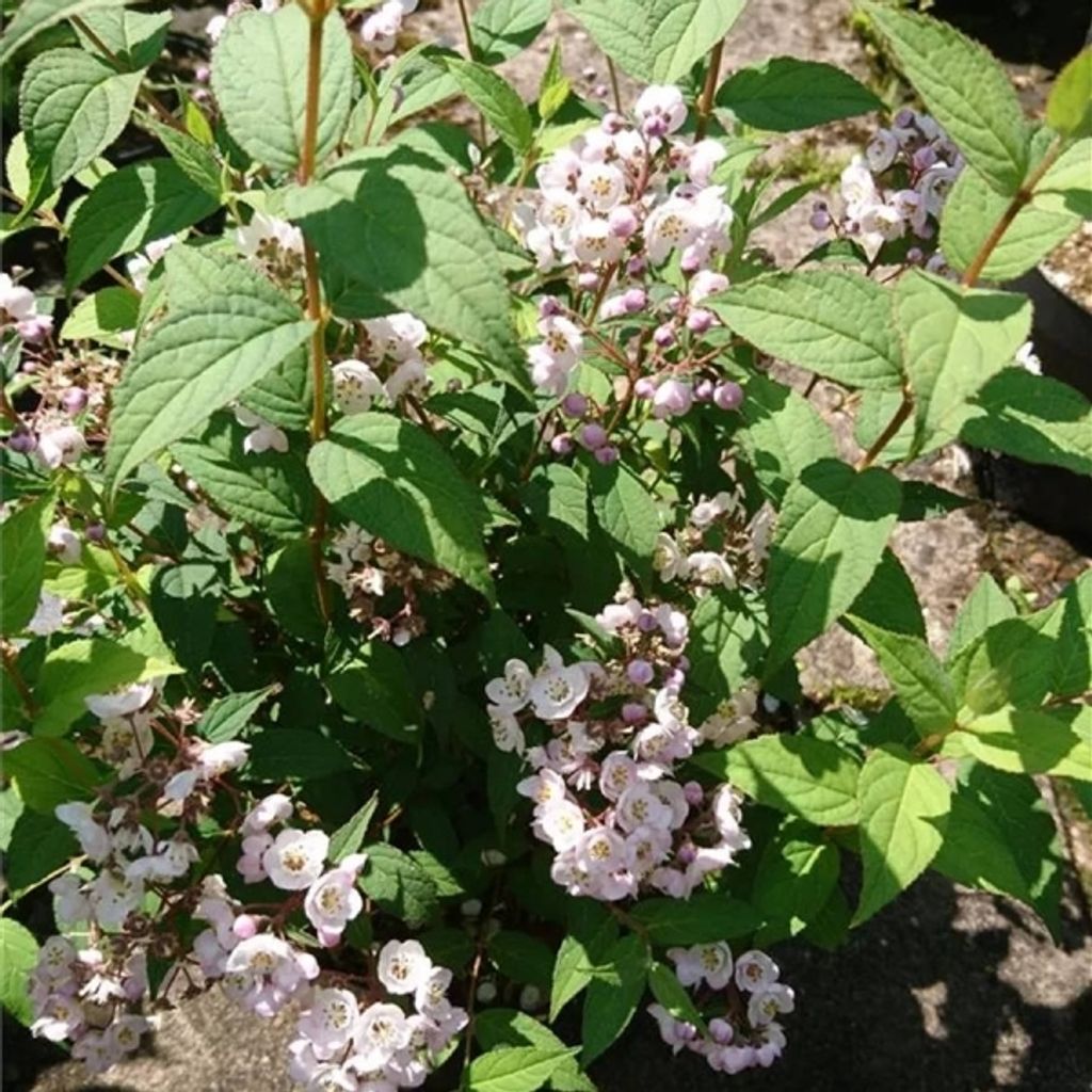 Deutzia hookeriana - Maiblumenstrauch 30-40