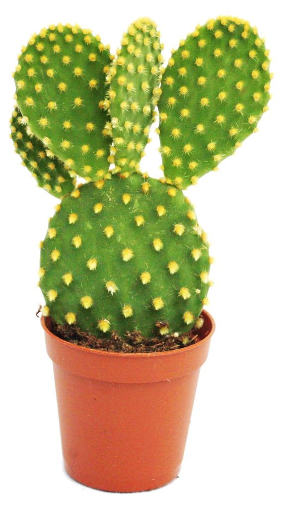 Opuntia microdasys – žltý pichľavý kaktus – v črepníku s Obrázok produktu 