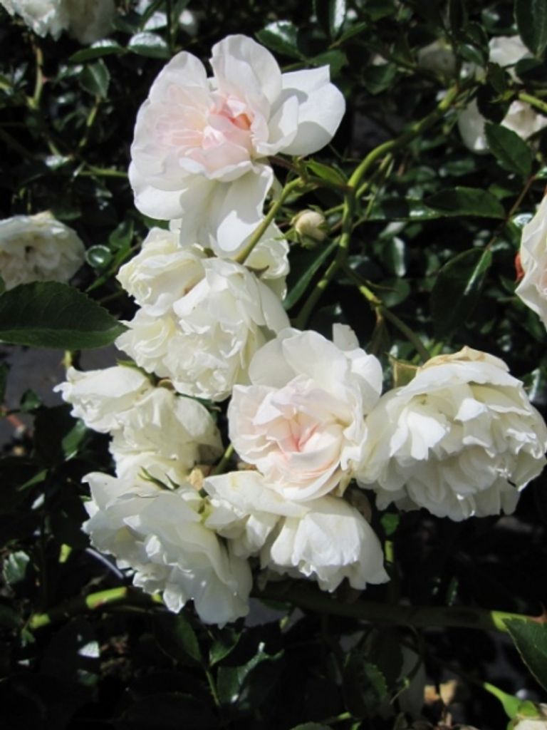 Bodendeckerrose Sea Foam - Rosa Sea Foam - Schwartz-Rose