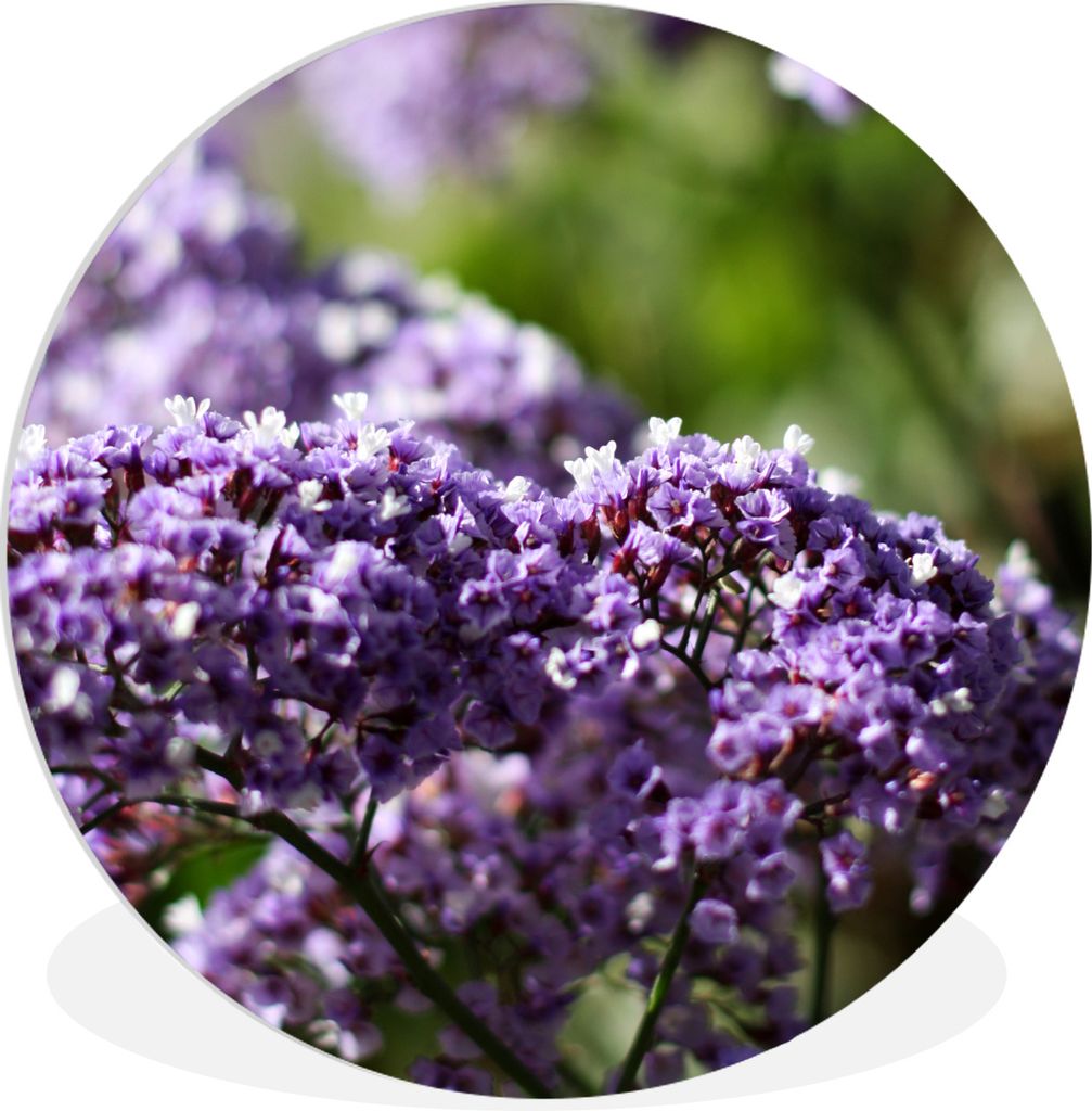 MuchoWow Rundes Wandbild - Runde Bilder Lila Limonium-Blüten vor einem unscharfen Hintergrund Ø 90 cm Kreis Wanddekoration Kunststoff - Wandkre...