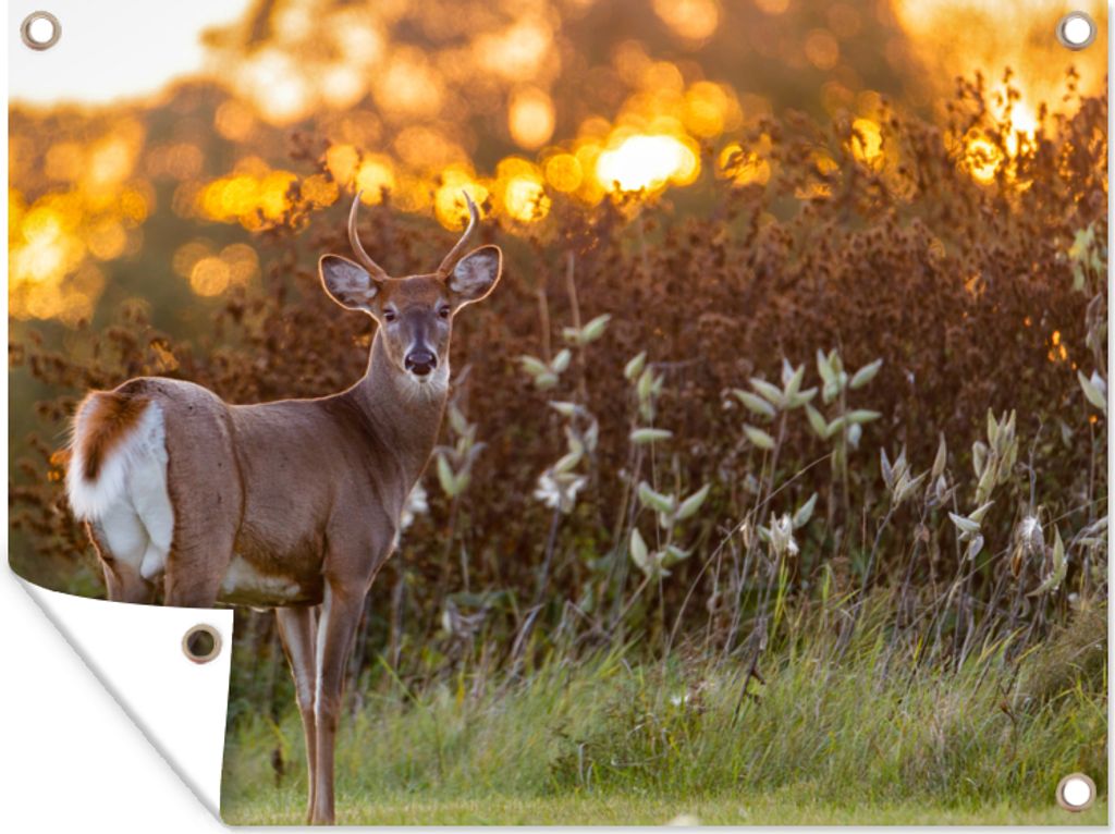 MuchoWow 40x30 cm Outdoor-Poster Gartendeko Sichtschutz Garten Poster für den Garten Hirsche - Pflanzen - Sonnenuntergang - Wildtiere - Natur
