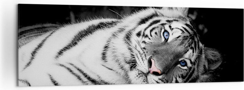 Bild auf Leinwand - Leinwandbild - Einteilig - Weiß Tiger Schwarz und Weiß - 160x50cm - Wand Bild - Wanddeko - Wandbilder - Leinwanddruck - Bilde...