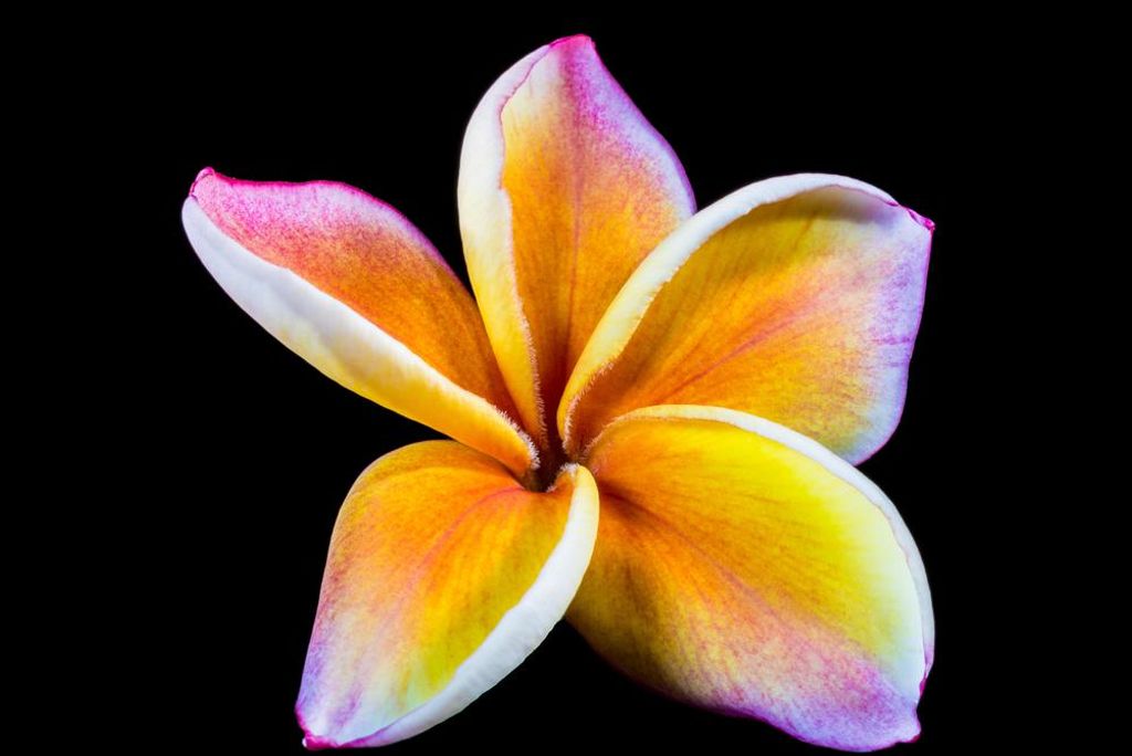 hansepuzzle 29702 - Frangipani Puzzle, 2000 Teile, Natur, 90,0 x 60,0cm mit hochwertiger Aufbewahrung, Kartonbox und wiederverschließbarem Beutel