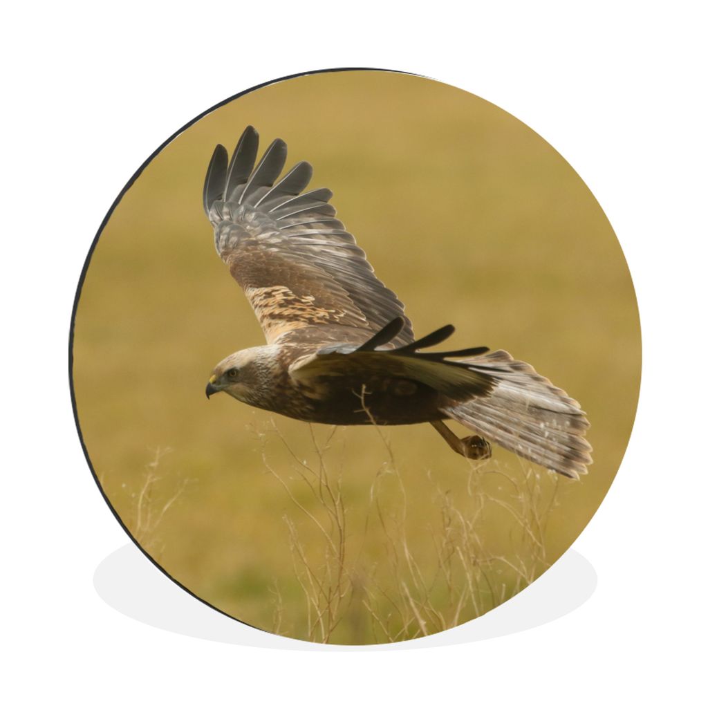 MuchoWow Aluminium Wandkreis Harrier - Gras - Flügel Ø 30 cm Wanddeko Modern Wohnzimmer - Wand Bild - Wohnzimmer - Runde Bilder - Alubilder - K...