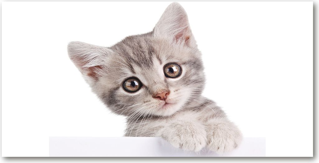 Tulup Leinwandbild - 140x70 cm - Wandkunst - Drucke auf Leinwand - Leinwanddruck - Tiere - Grau - Graue Katze