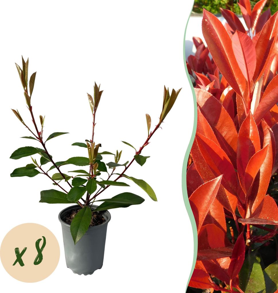 GreenboutiQ - Heckenpflanzen - Photnia fraseri Red Robin - Blatt rot grün - 8 Pflanzen - 1 laufender Meter - immergrün - Topf 9cm Höhe 30-35cm
