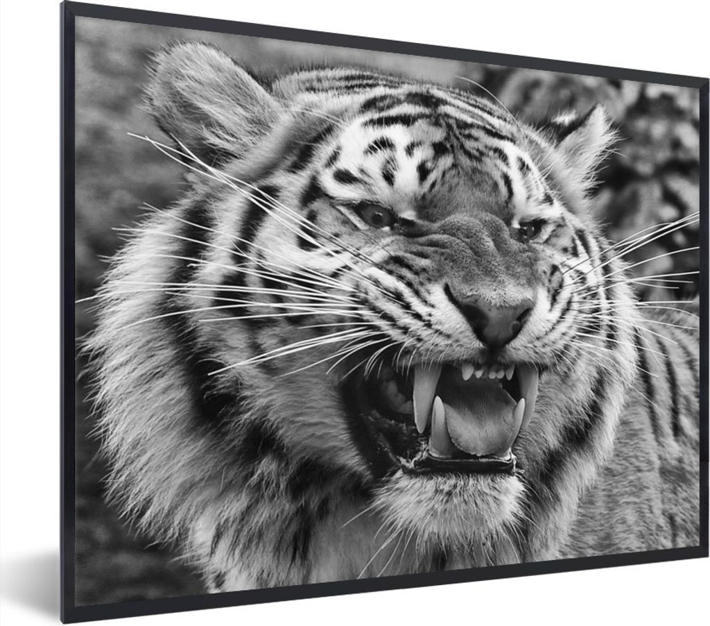 MuchoWow Gerahmtes Poster Tiger - Tiere - Schwarz - Weiß 80x60 cm - Poster mit Schwarzem Bilderrahmen Wandposter Rahmen Foto Bilder - Schwarzem ...