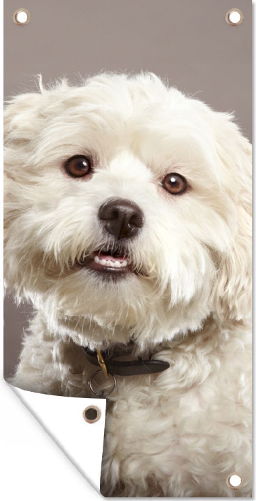 MuchoWow 80x160 cm Outdoor-Poster Gartendeko Sichtschutz Garten Poster für den Garten Malteser Hund Porträt