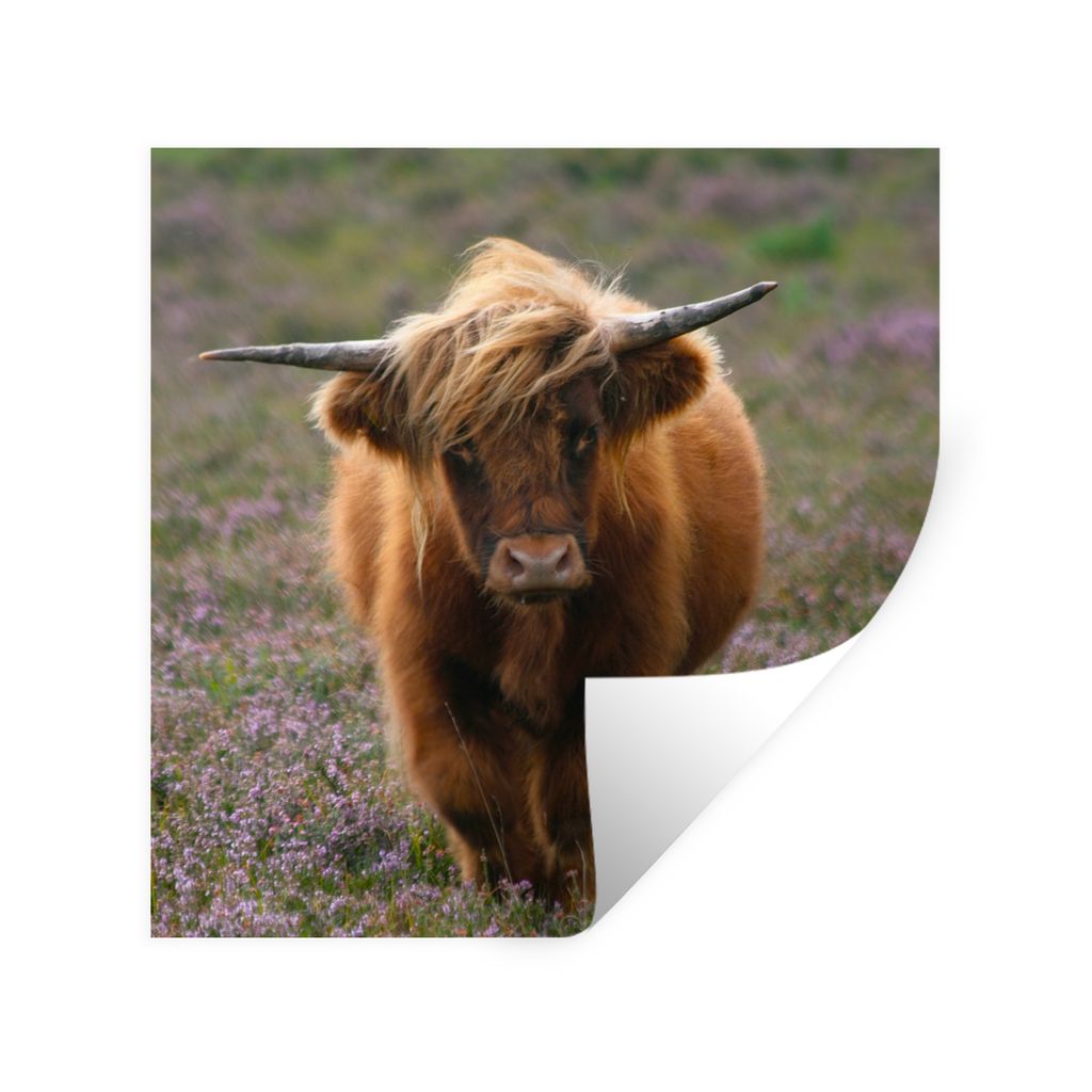 MuchoWow Wandtattoo Wandsticker Wandaufkleber Schottische Hochlandbewohner - Heidelandschaft - Tiere 50x50 cm Selbstklebend und Repositionierbar ...