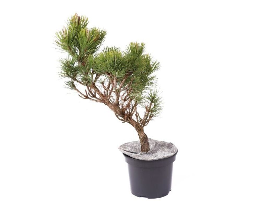 Japanische Schwarzkiefer 'Maijima'