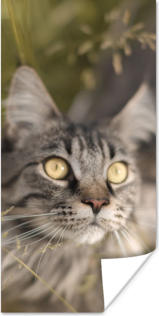 MuchoWow Poster Eine Maine Coon-Katze im hohen Gras 60x120 cm - Wandschmuck